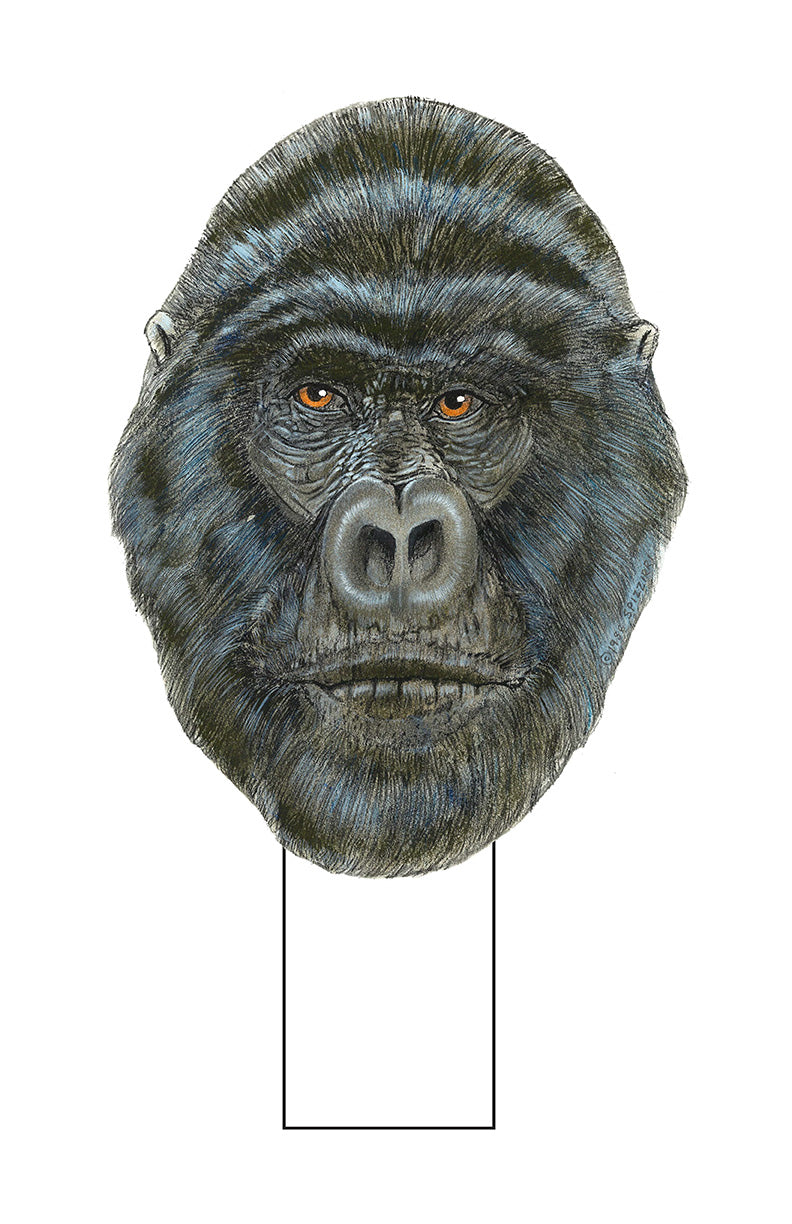 Gorilla
