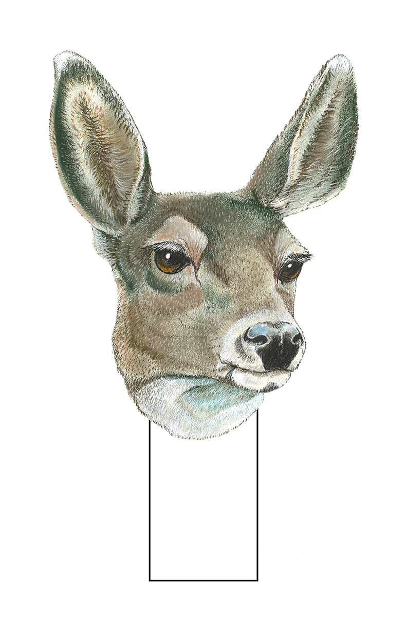 White Tail Deer