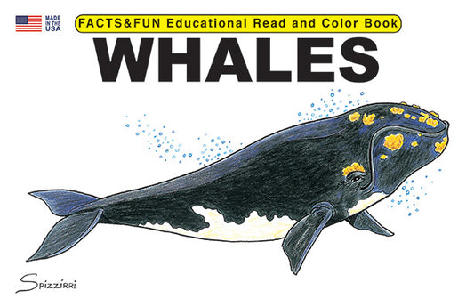 Whales - Facts & Fun